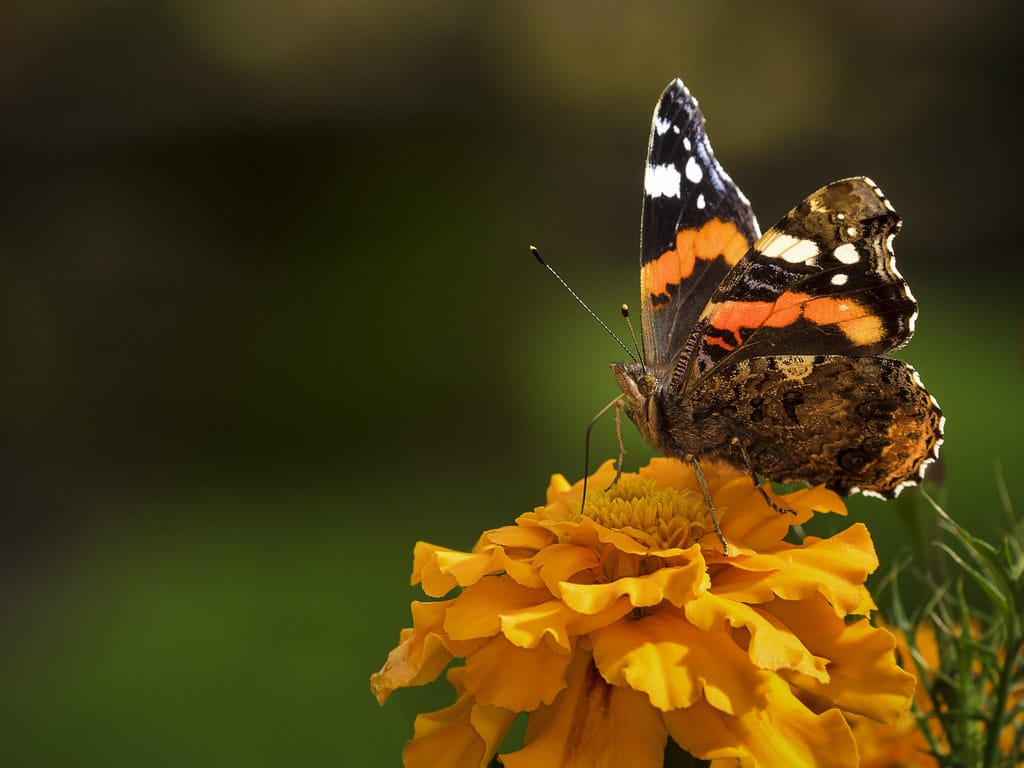 11 Types of Butterflies in Maine