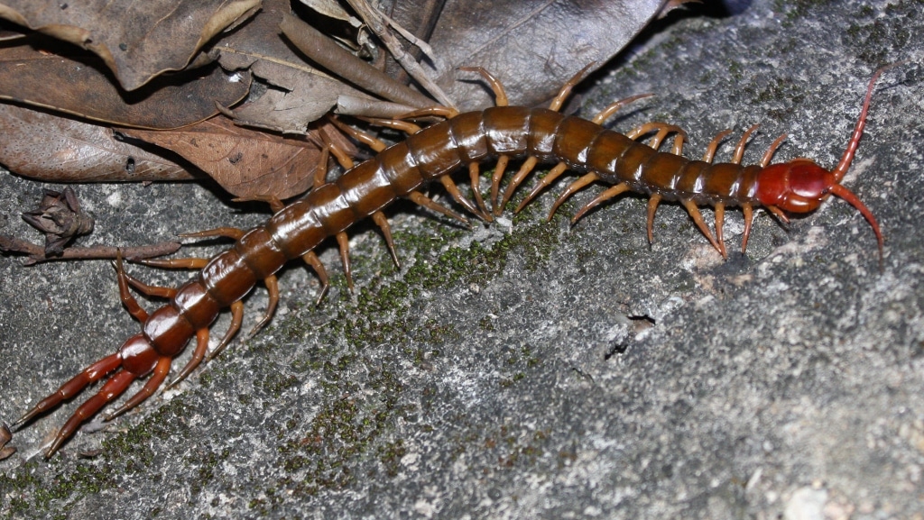 13 Different Types of Centipedes – Animal of Things