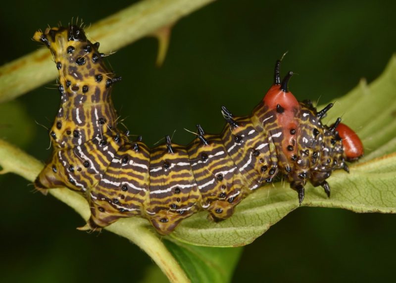 20 Types of Black and Yellow Caterpillars