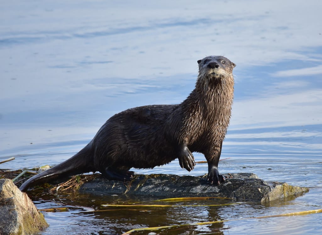 River Otter