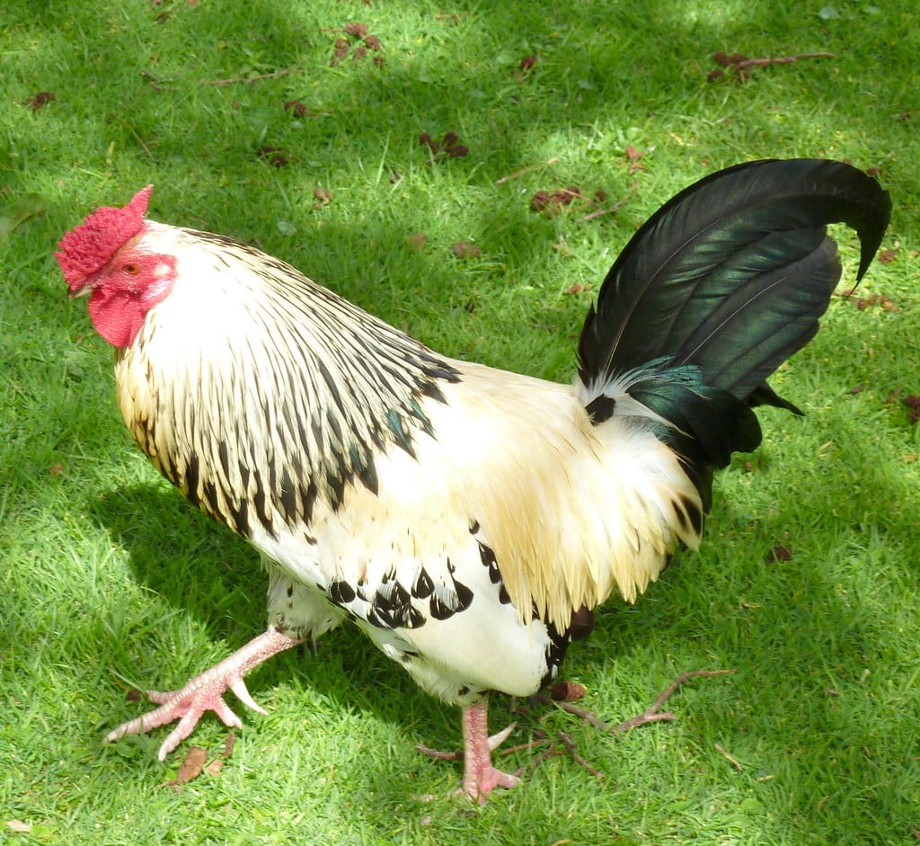 Sablepoot Chickens