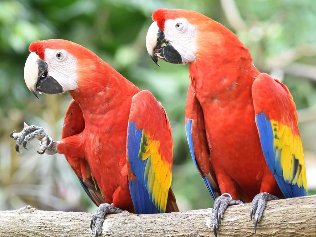 Scarlet Macaws - Animals that Mate for Life