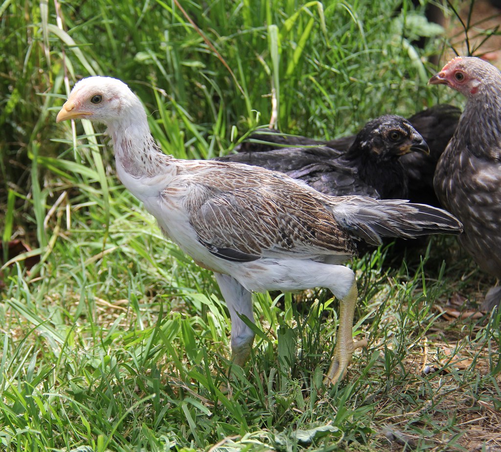 Shamo Chicken - Fighting Chicken Breeds