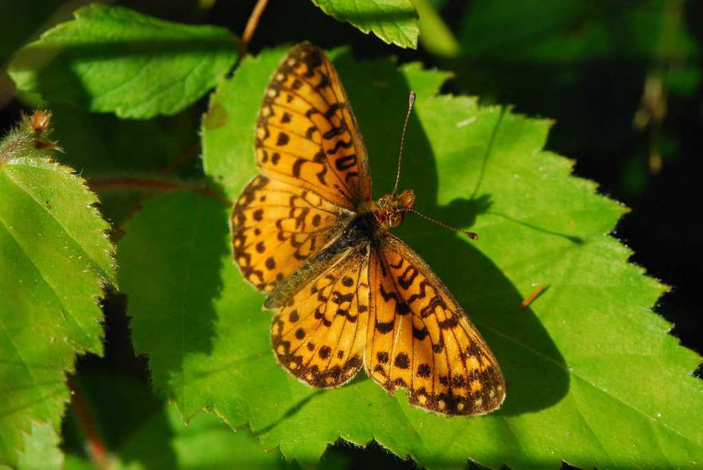 14 Types of Butterflies in Utah (With Pictures)