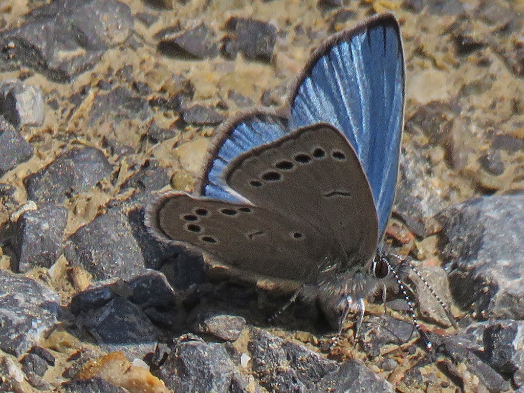 15 Types of Butterflies in Wisconsin