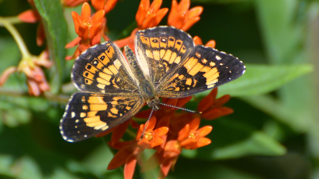 Silvery Checkerspot - Types of Butterflies in Vermont