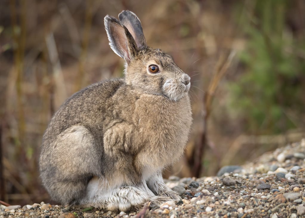 Snowshoe Hares