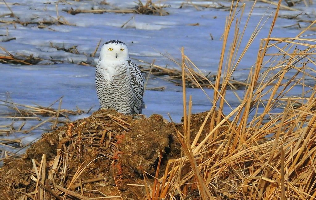 Snowy Owl