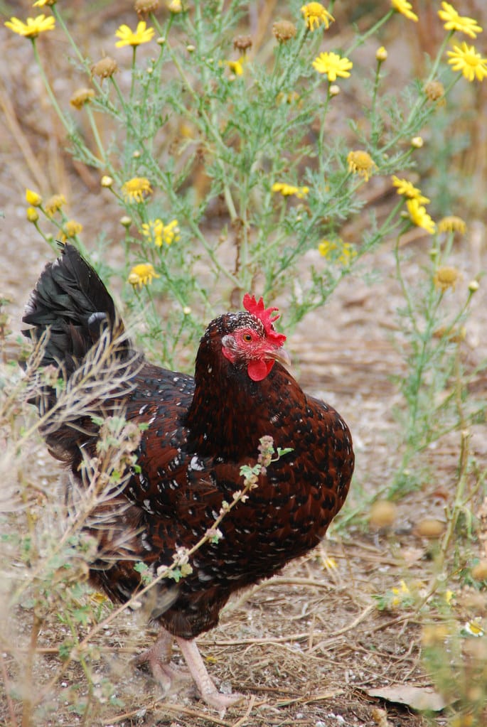 Speckled Sussex - Friendliest Chicken Breeds