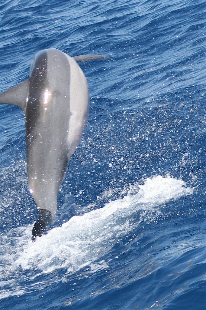 Spinner Dolphin