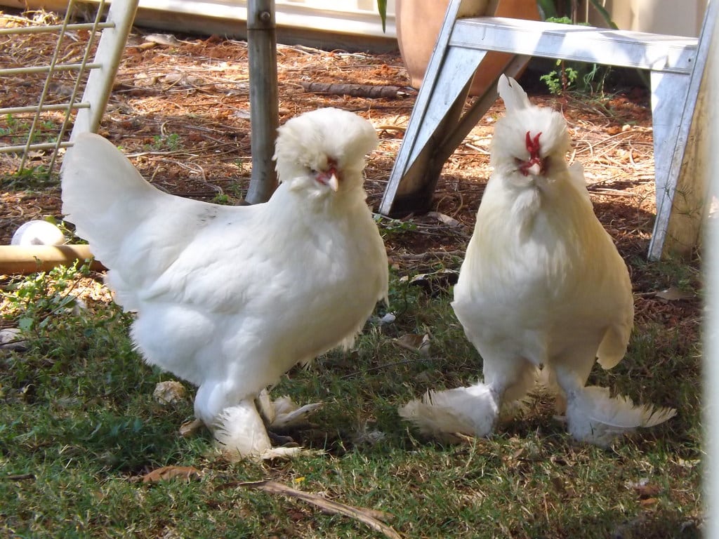 Sultan Bantam Chickens - Miniature Chicken Breeds