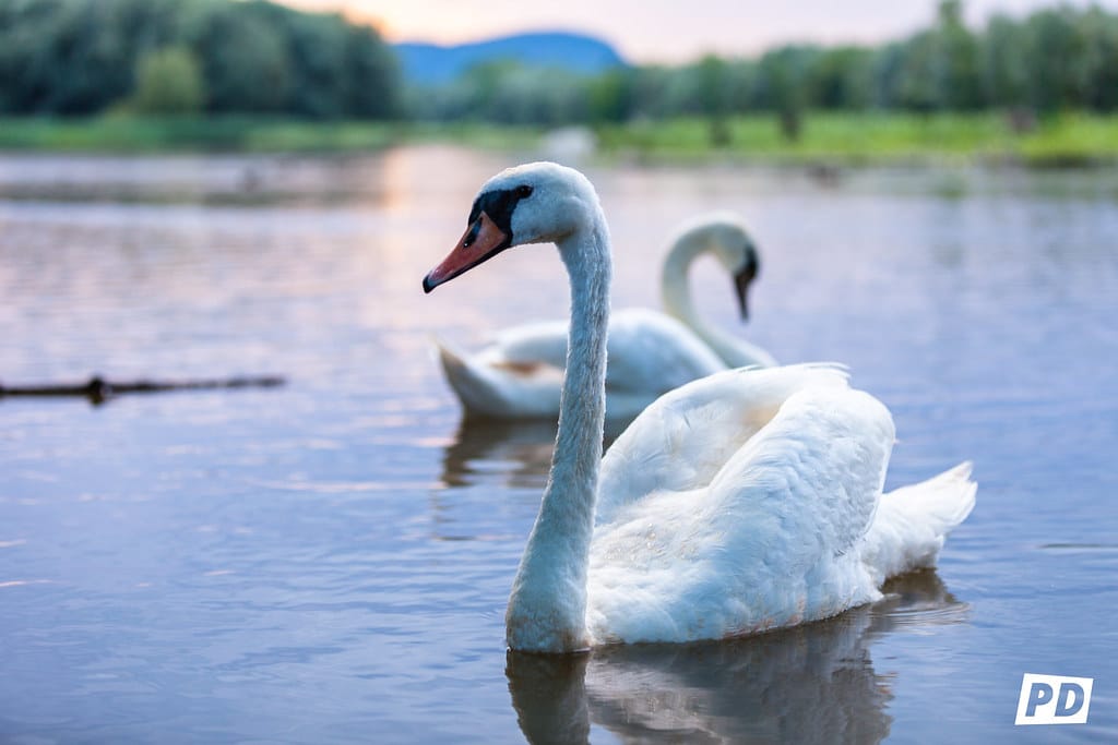 Swans