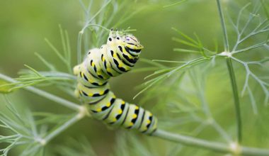 Types of Black and Yellow Caterpillars