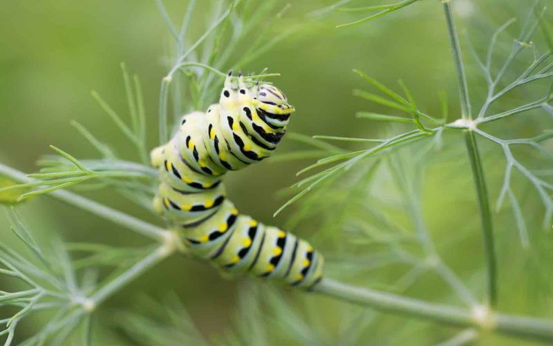 Types of Black and Yellow Caterpillars