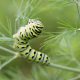 Types of Black and Yellow Caterpillars