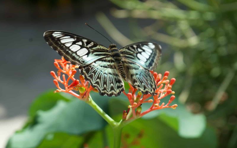 14 Types of Butterflies in Utah (With Pictures)