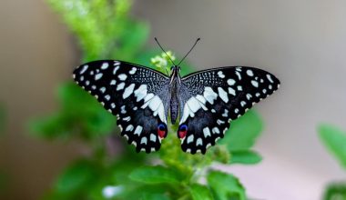 Types of Butterflies in Vermont