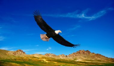 Types of Eagles in Colorado
