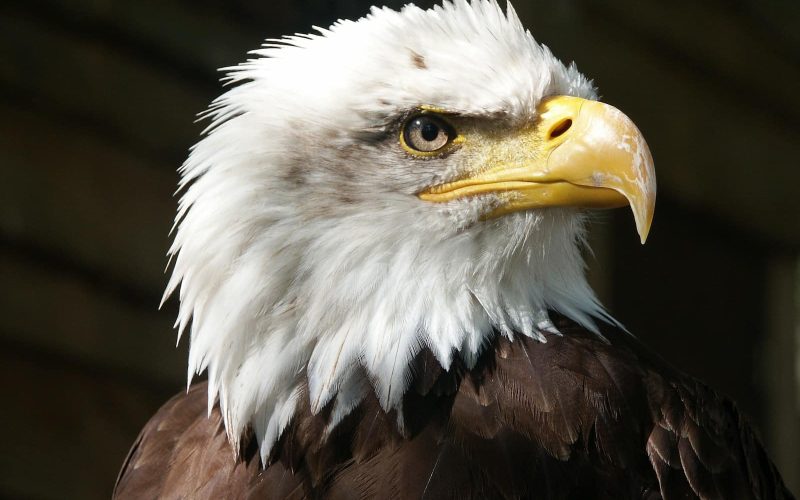 Types of Eagles in Illinois