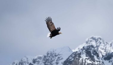 Types of Eagles in Minnesota