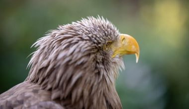 Types of Eagles in New York