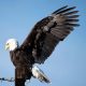 Types of Eagles in Pennsylvania