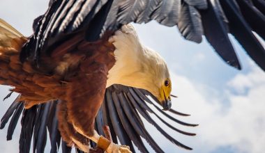 Types of Eagles in Tennessee