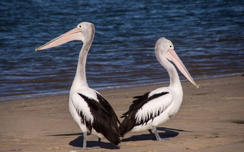 Types of Pelicans