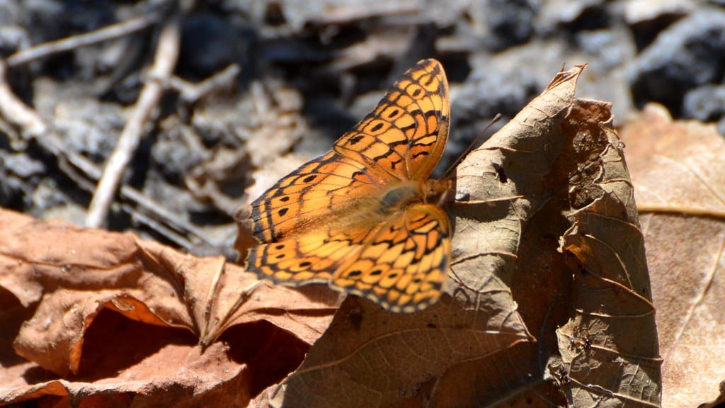 Variegated Fritillary