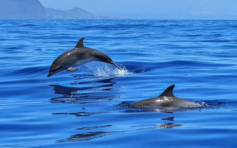 What is a Group of Dolphins Called