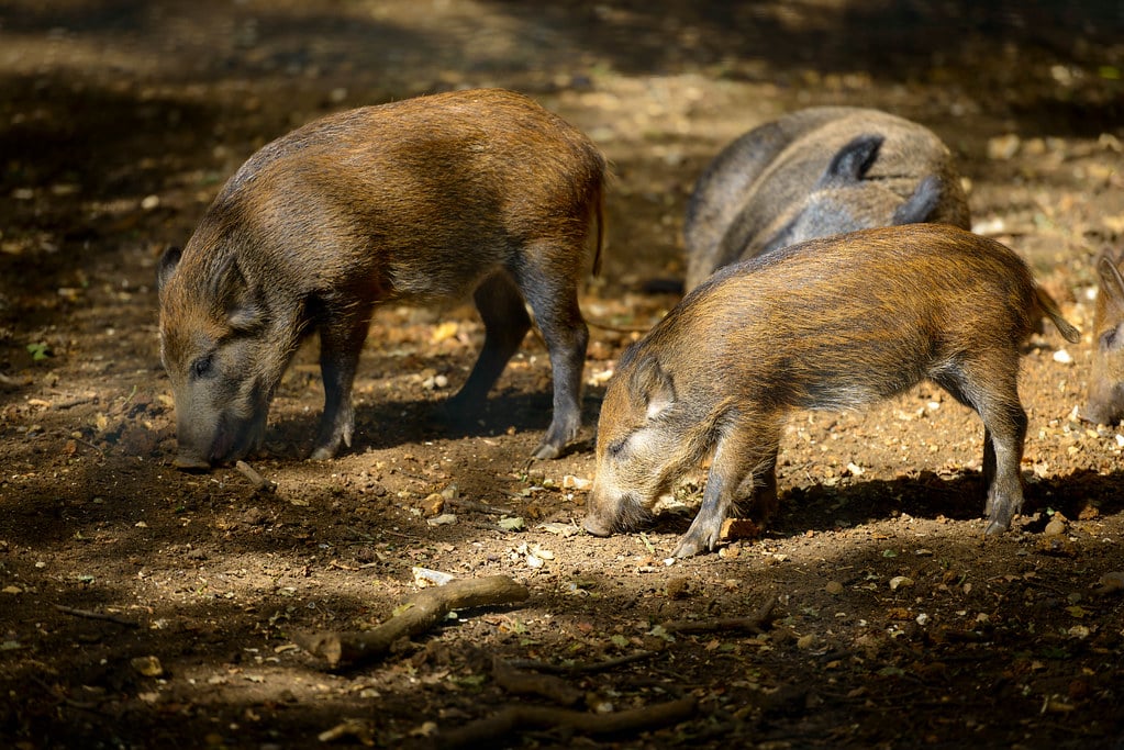 Wild Boars - Animals With Trunks