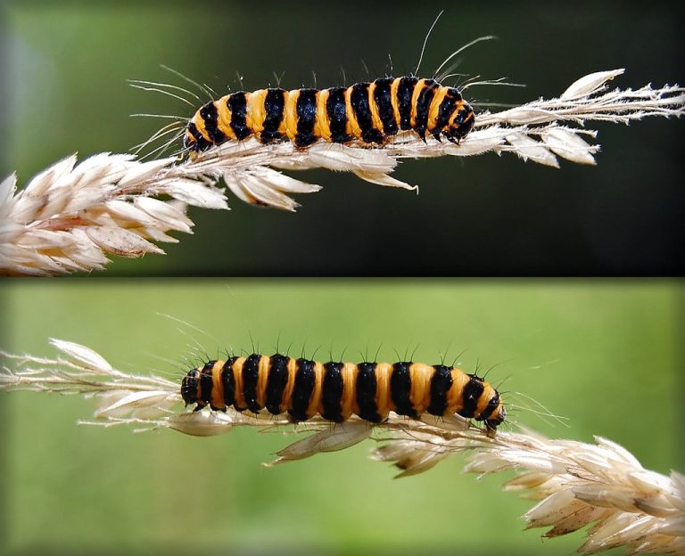20 Types of Black and Yellow Caterpillars