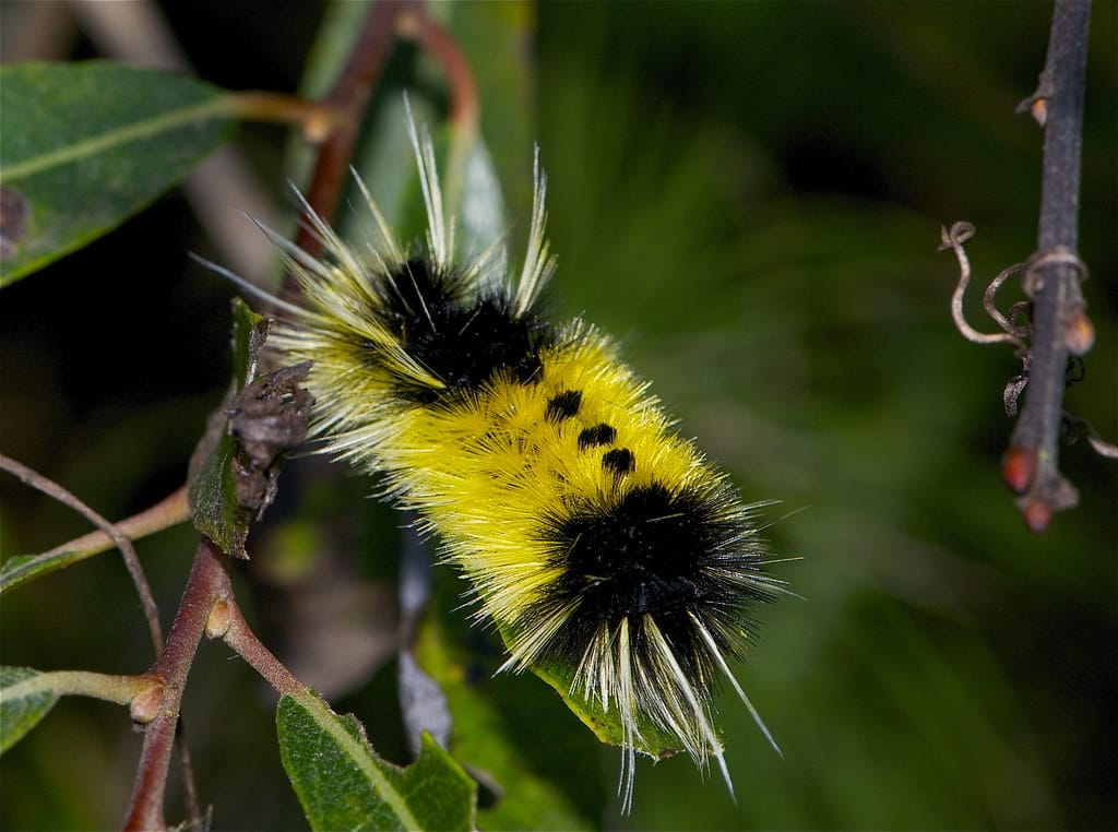 Yellow Spotted Tussock Moth Caterpillar