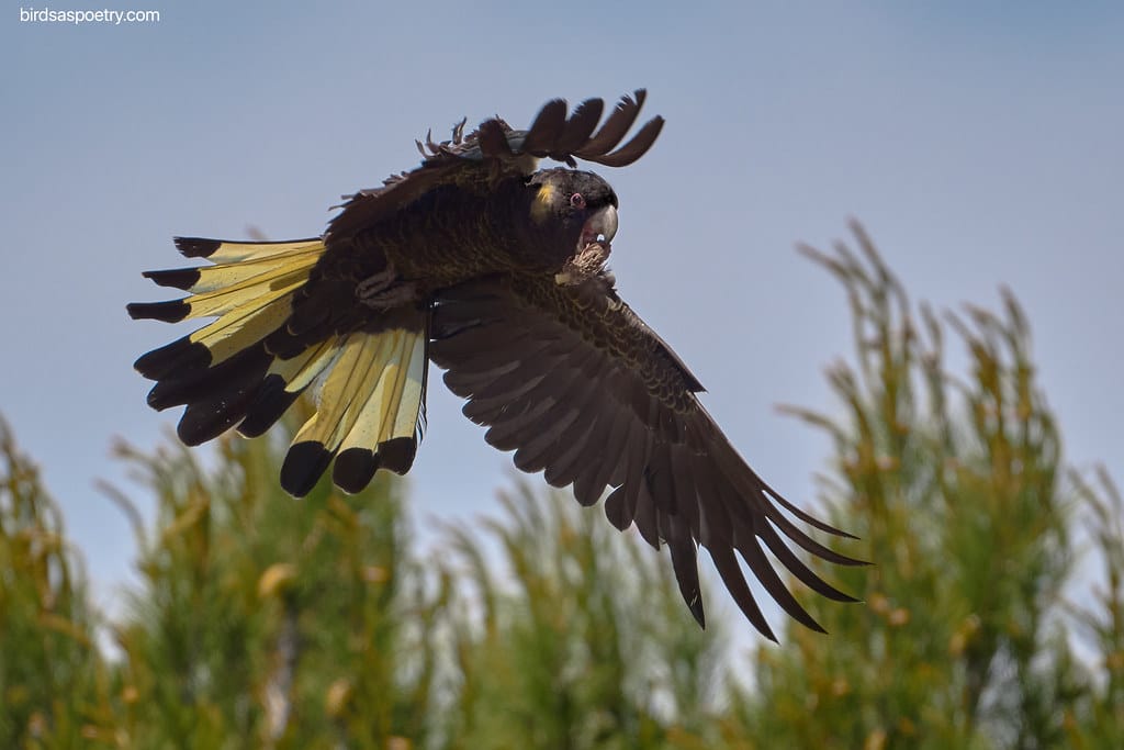 Yellow-tailed Black Cockatoo