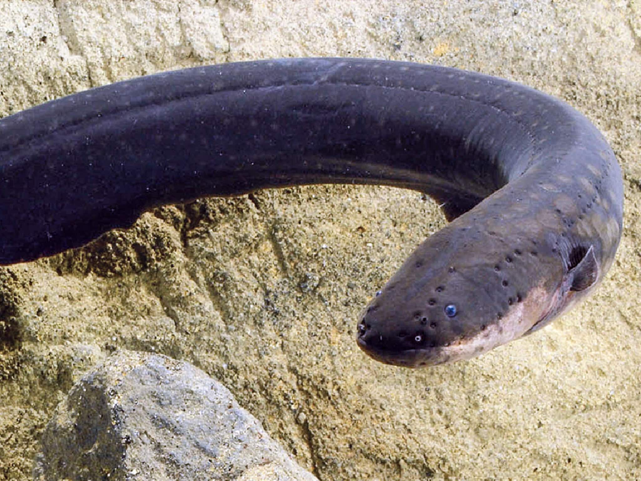 How Do Electric Fish Generate Electricity?