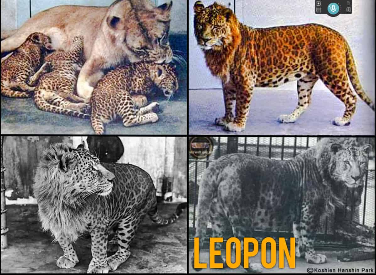 Leopon and Lipard