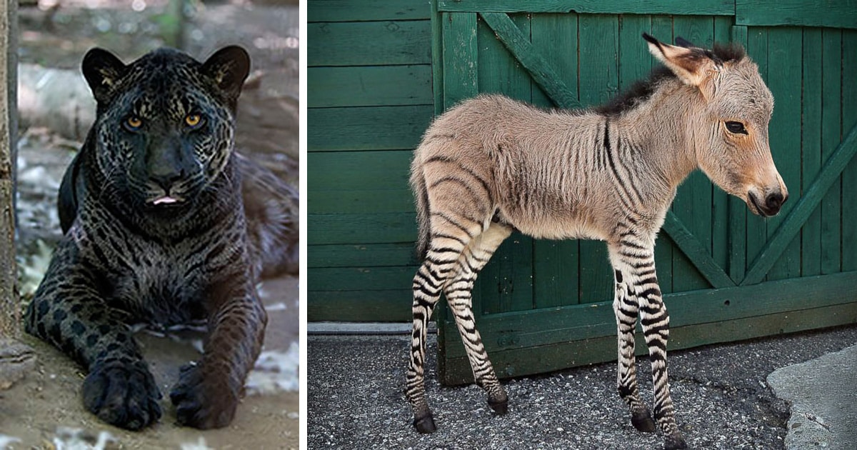 Different Types of Hybrid Animals Explained (With Pictures)