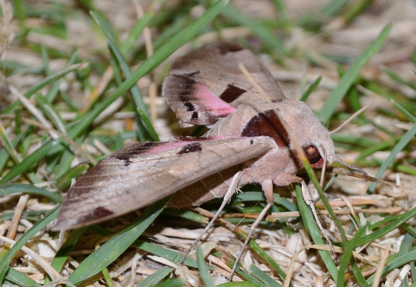 19 Types of Moths in Texas (With Pictures)