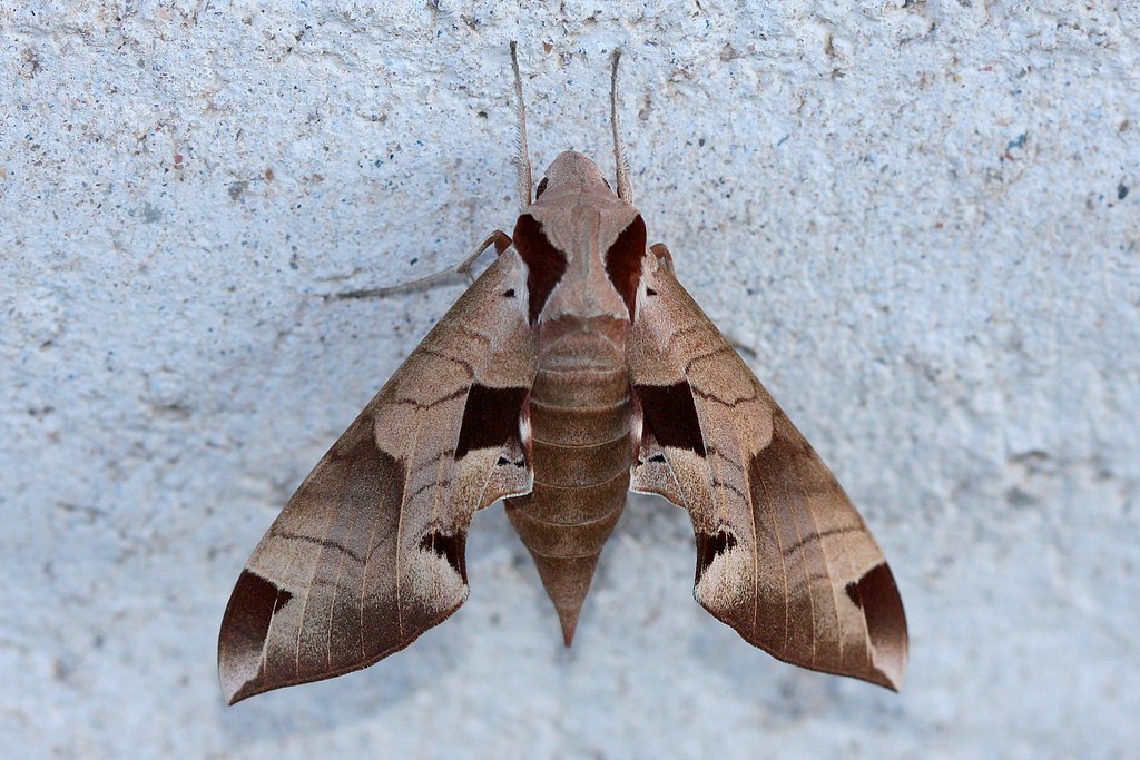 Achemon Sphinx Moths - Types of Moths in Florida