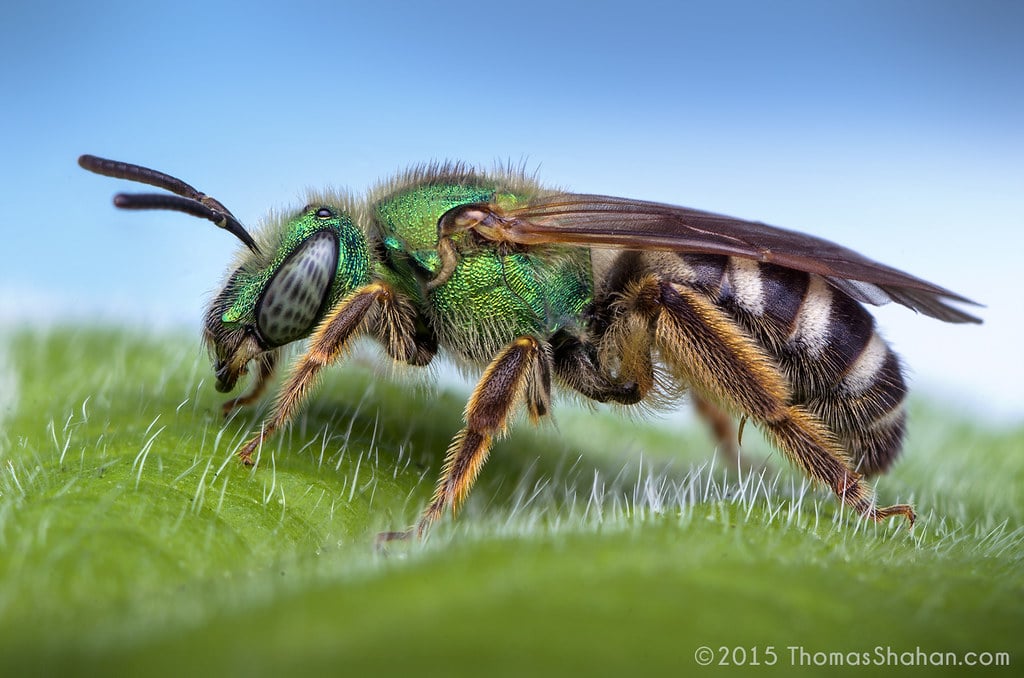 Agapostemon Sweat Bees - Different Types of Sweat Bees