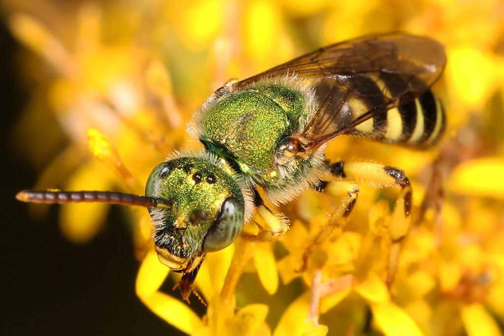 Agapostemon Sweat Bees - Types of Bees in Idaho