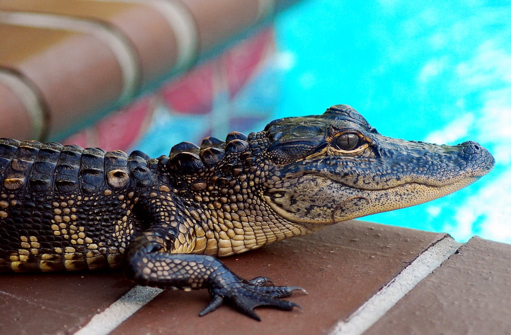 Alligators - Animals With Yellow Eyes