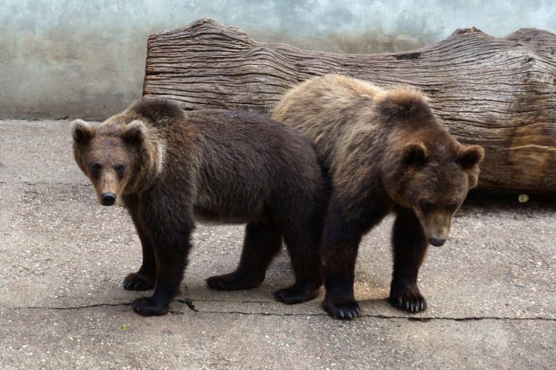 34 Animals With Claws and Their Pictures