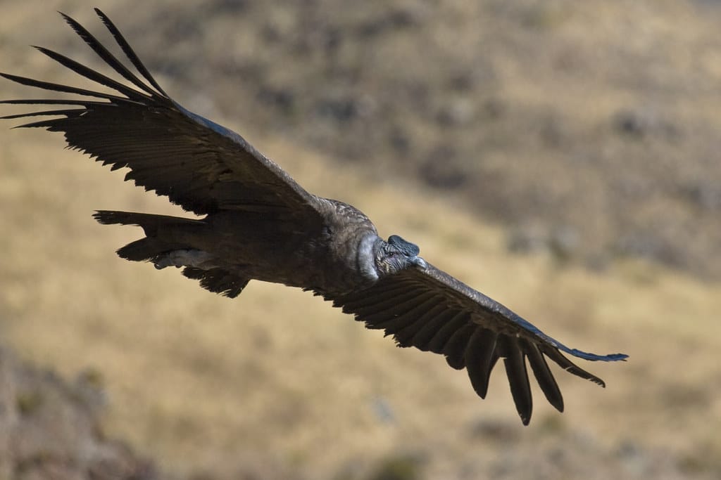 Andean Condors