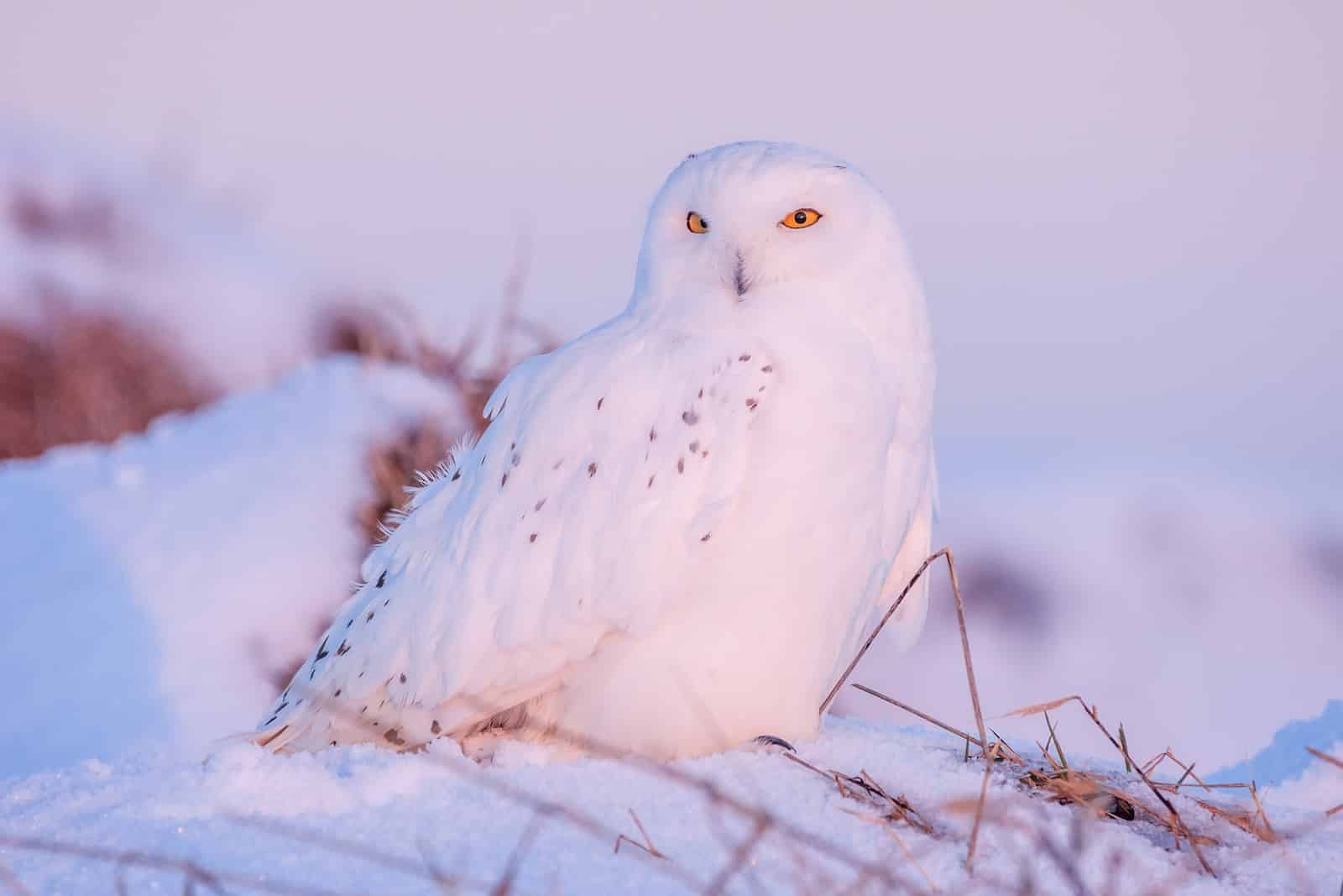 14 Animals With Yellow Eyes and Their Pictures