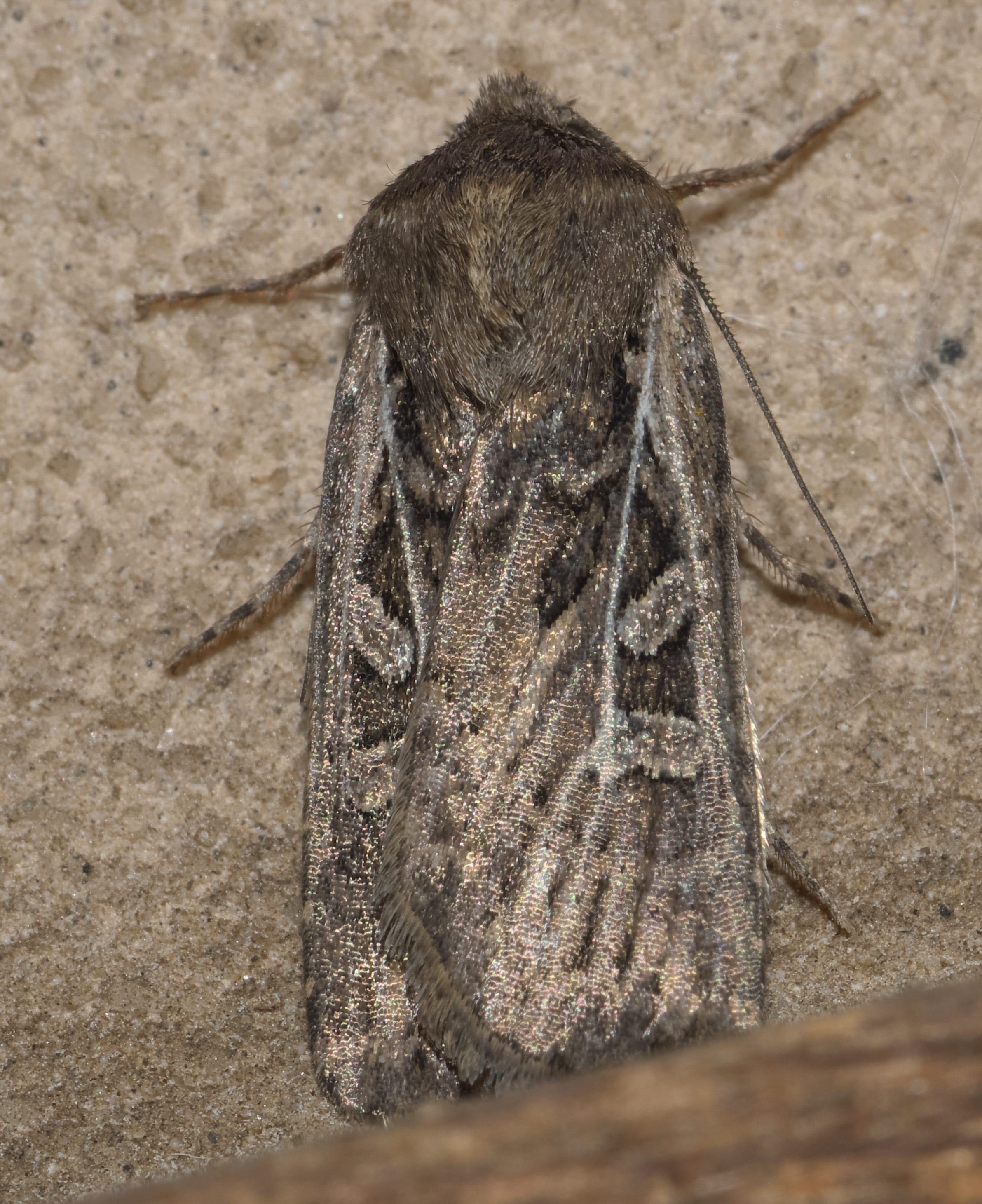 Army Cutworm Moths