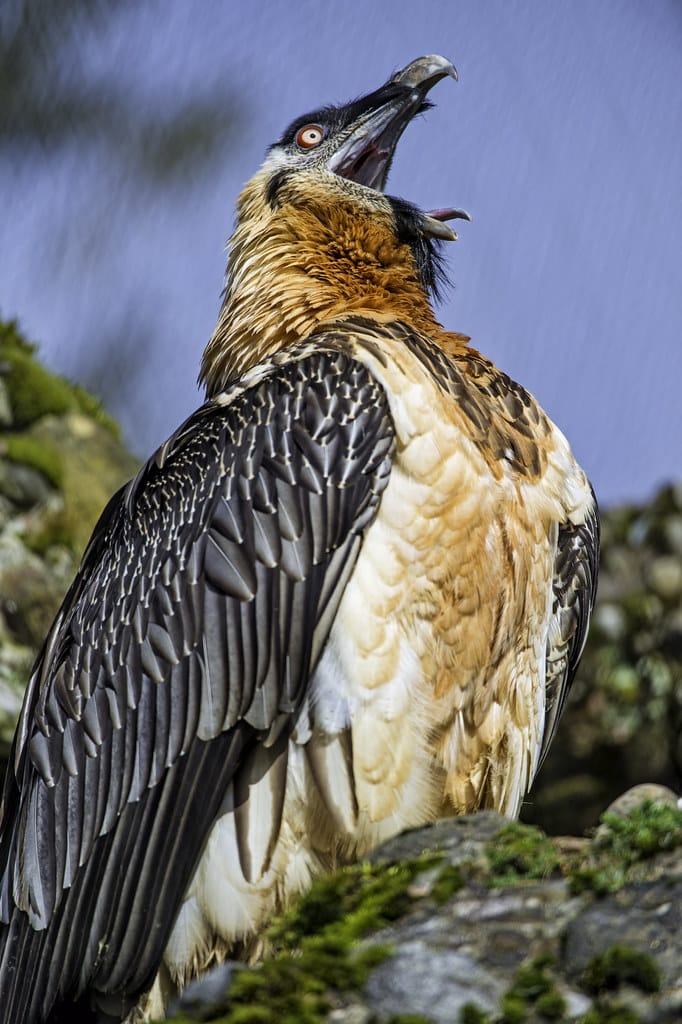 Bearded Vultures