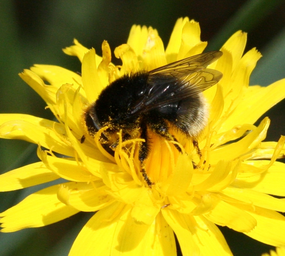 Black tailed Bee Fly