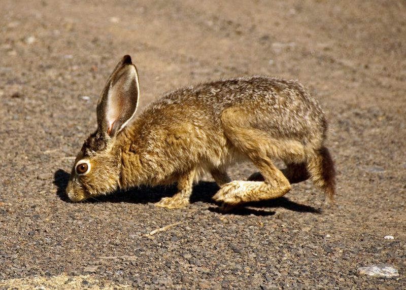 13 Types of Rabbits in Colorado