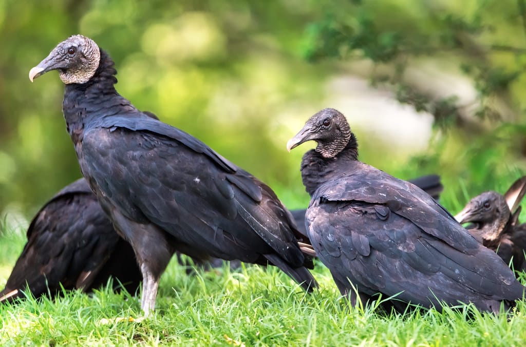 Black Vultures